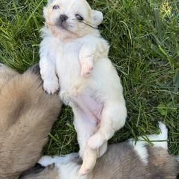 Dolly Pawton - Cream female Pekingese puppy in Grass Valley, California from Northridge Pekingese