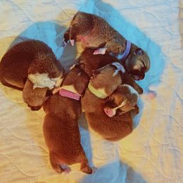 Pembroke Welsh Corgi Puppies from Gold Country Pups