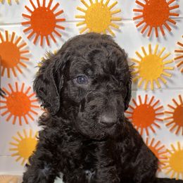 Aussiedoodle and Goldendoodle Puppies from Toledo Creek Doodles