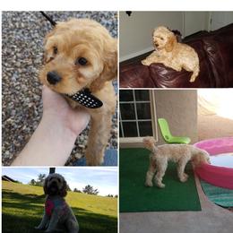Carmella - Cockapoo