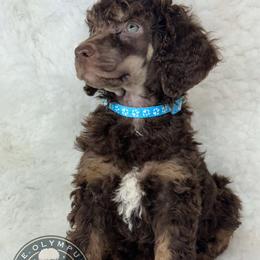 🩵Khajmal🩵 - Poodle puppy from The Olympus Standard Poodle