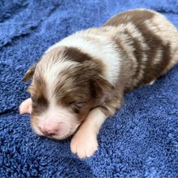 Maggie - Red merle female Australian Shepherd puppy in Mount Vernon, Texas from RJ's Aussie Posse