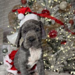 Stormy - Mantle female Great Dane puppy in Granbury, Texas from Anderson Blau’s Great Danes & French Bulldogs