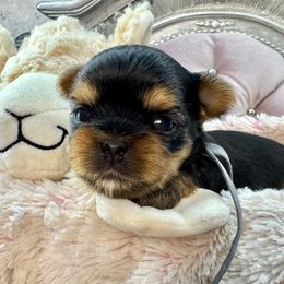 Prancer - Black and gold male Yorkshire Terrier puppy in Oscoda, Michigan from Sweet Bella Babies