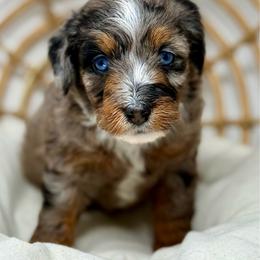 Lightning - Blue merle male Aussiedoodle puppy in Sterling, Colorado from North 40 Doodles