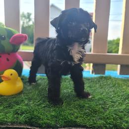 Vhhl female 3 - Black and white female Chinese Crested puppy in New Castle, Pennsylvania from Long Haul Cresteds & Long Rotts