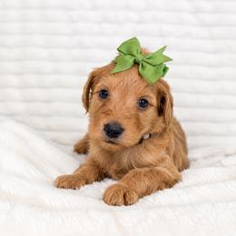 F1B Goldendoodle Sandy - Red  female Goldendoodle puppy in Redding, California from Casa Delarosa Collective Poodles & Doodles