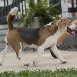 Topic - Beagle