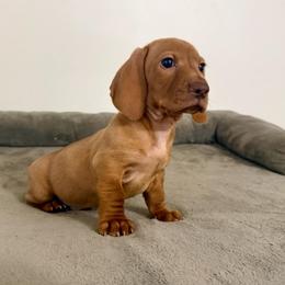 Boy 1 - Red male Dachshund puppy in Galax, Virginia from Va mini dachshunds