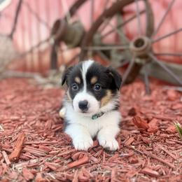 Light Blue Male - Black and tan male Pembroke Welsh Corgi puppy in La Porte City, Iowa from Cedar River Corgis