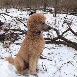 Rio - Poodle