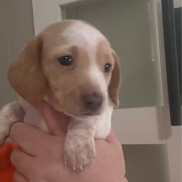 Cinnamon - Piebald female Dachshund puppy in Mesquite, Texas from AB Dachshund