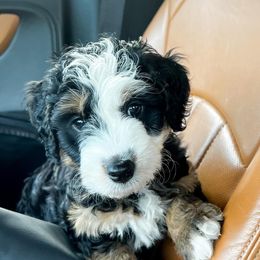Bernedoodles, French Bulldogs, and Goldendoodles from Ohana Doodles x Frenchies