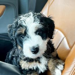 Bernedoodles, French Bulldogs, and Goldendoodles from Ohana Doodles x Frenchies