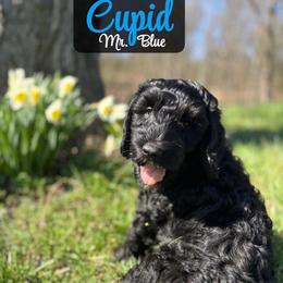 Cupid - Black male Australian Labradoodle puppy in Richmond, Kentucky from Happy Time Doodles
