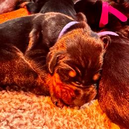 Boy 1 - Black and rust male Doberman Pinscher puppy in Medina, Tennessee from Valorosa Doberman Kennel
