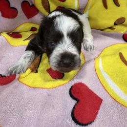 Nitro (Blue) - Parti male Miniature Schnauzer puppy in Pearland, Texas from K & S Schnauzers