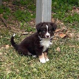 Miniature Australian Shepherd Puppies from Arch Hill Mini Aussies