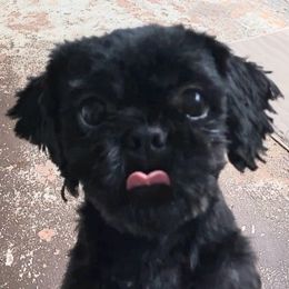 B.B. - Shih Tzu