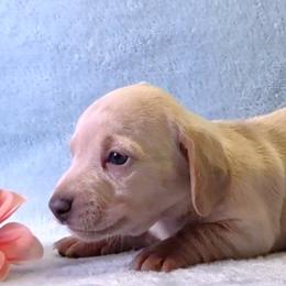 Girl 1 - female Dachshund puppy in Mt. Sterling, Illinois from Doxie Do's