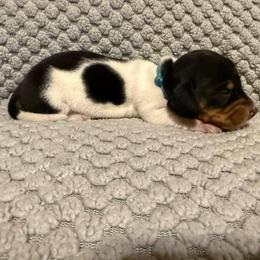 Puppy 3 - Piebald male Dachshund puppy in Riverside, California from Saddle Up Dachshunds