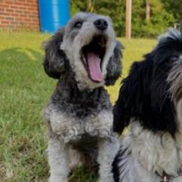 Maltipoos and Shihpoos from Pups4Dayz