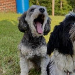 Maltipoos and Shihpoos from Pups4Dayz