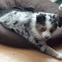 Australian Shepherds and Miniature American Shepherds from Awesome Aussies