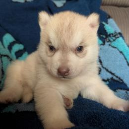 Dice - Red and white male Siberian Husky puppy in Wisconsin from Liberty Siberians