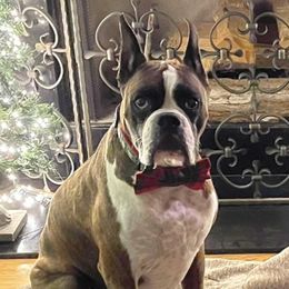 Jackson  - Boxer