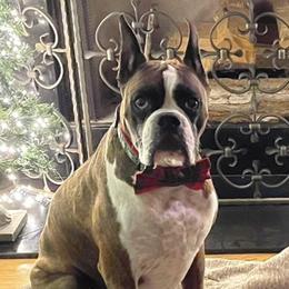 Jackson  - Boxer
