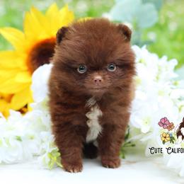 AKC Chocolate - Chocolate male Pomeranian puppy in Santa Rosa, California from Cute California Poms
