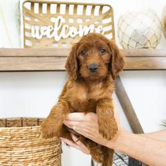 Goldendoodle, Irish Doodle, Labradoodle, and Poodle Puppies from Desert Doodles