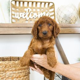 Goldendoodle, Irish Doodle, Labradoodle, and Poodle Puppies from Desert Doodles