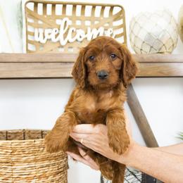 Goldendoodle, Irish Doodle, Labradoodle, and Poodle Puppies from Desert Doodles