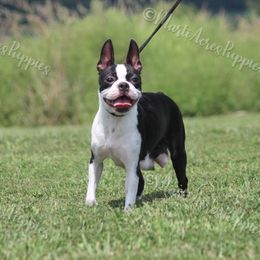 Bali - Boston Terrier