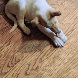 Collie Puppies from Red Tartan Kennel