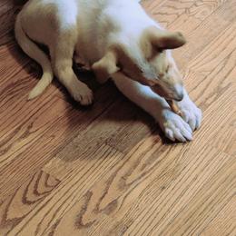 Collie Puppies from Red Tartan Kennel