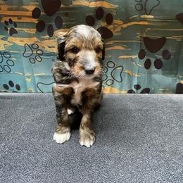 No collar - Sable male Aussiedoodle puppy in Hillsboro, Illinois from Shoal Creek Puppies