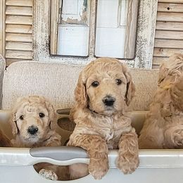 Aussiedoodles, Bernedoodles, and Goldendoodles from Farmer's Chic Doodles