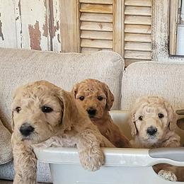 Aussiedoodles, Bernedoodles, and Goldendoodles from Farmer's Chic Doodles