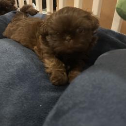 AKC Aspen - Chocolate male Shih Tzu puppy in Statesboro, Georgia from Magnolia Small Breeds