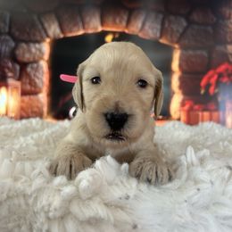 Girl 3 - Cream female Goldendoodle puppy in San Diego, California from Southside Doodles
