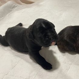 Jack - RESERVED - Brindle Boxer puppy in Taft, Tennessee from Hillbillie Boxers
