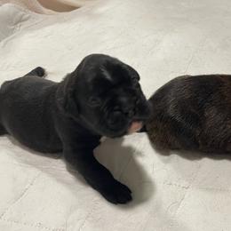 Jack - RESERVED - Brindle Boxer puppy in Taft, Tennessee from Hillbillie Boxers