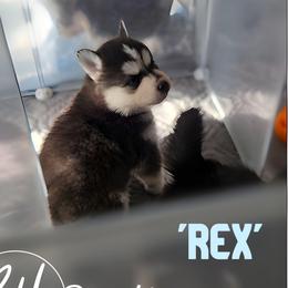 Rex (fka Eggsy) - Gray and white male Pomsky puppy in Norfolk, Virginia from 'Brick'House Couture Pomskies