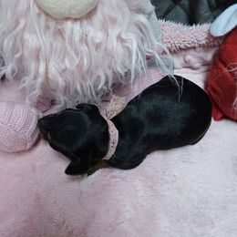 Girl 3 - female Manchester Terrier puppy in Oak Harbor, Washington from Spirit Kennels
