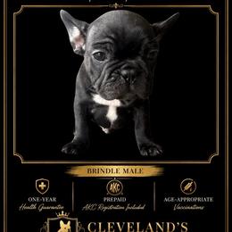 Weller - Brindle male French Bulldog puppy in Robertsdale, Alabama from Cleveland’s Frenchies