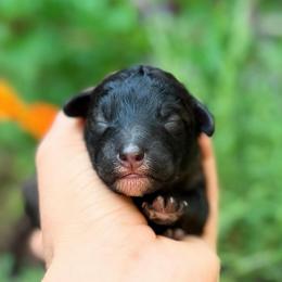 Boy 3 - Sable male Goldendoodle puppy in Pollock Pines, California from Penny Lane’s Doodles