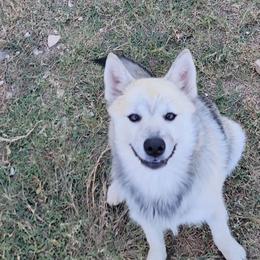 Poppy - Wolf sable female Pomsky puppy in Weir, Texas from Bluebonnet Pomskies